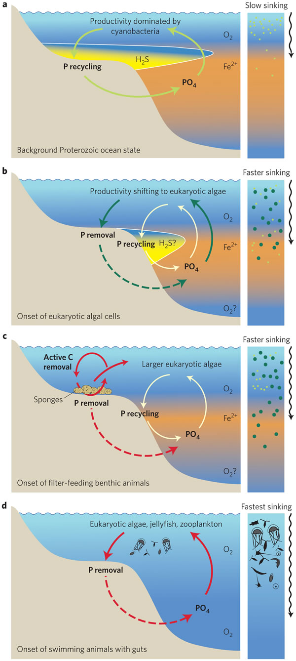 在7.5到5亿年前生物的进化或导致了深海区域的氧化