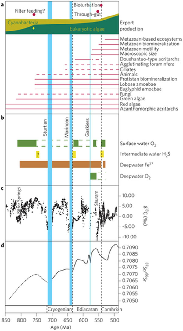 在7.5到5亿年前生物的进化或导致了深海区域的氧化