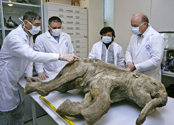 ֺű˹лŵ˹(Shemanovsky)ݡ