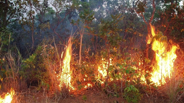 干旱显著增加了亚马逊雨林的与火有关的树死亡