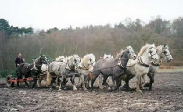 英国农民用8匹马耕田