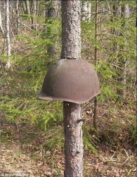 俄罗斯森林树木将二战中丢弃的武器“吞进”身体