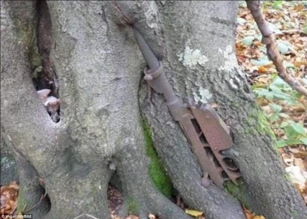 俄罗斯森林树木将二战中丢弃的武器“吞进”身体