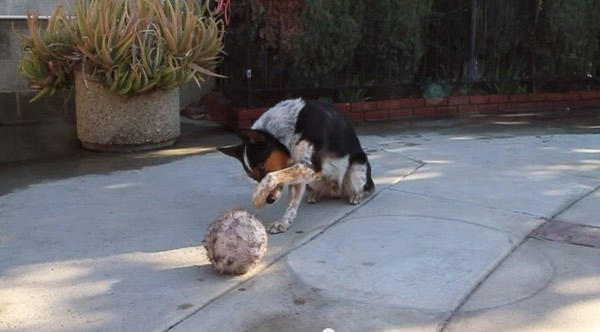 澳洲牧羊犬Jumpy挑战Skidboot“一个口令一个动作”的表演