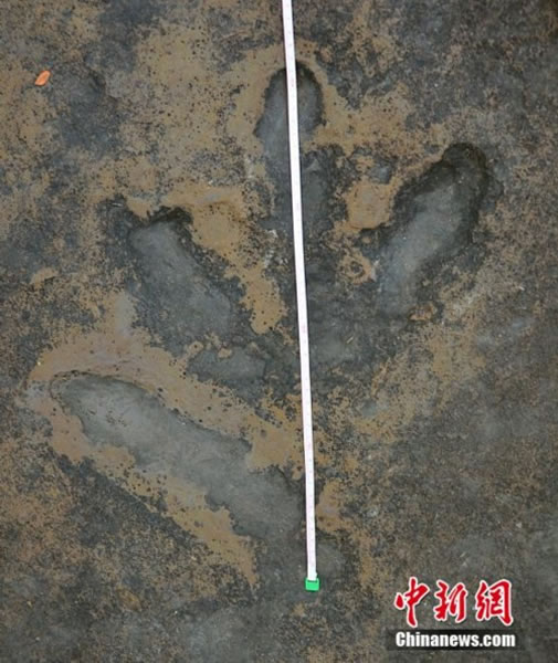 �Ĵ���֦���������㼣��ʯ