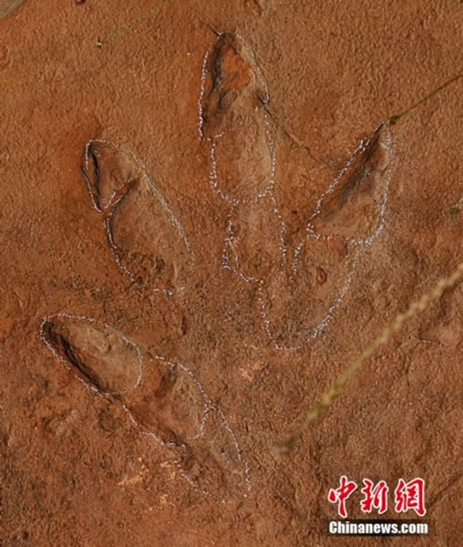 �Ĵ���֦���������㼣��ʯ