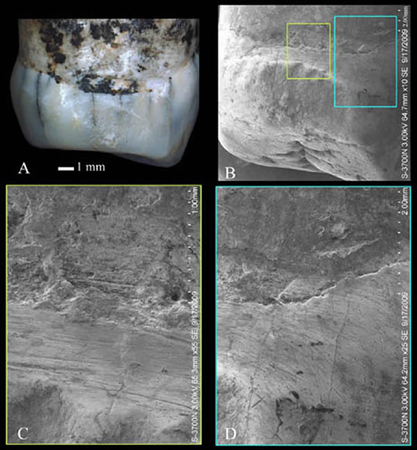 沂源人牙面沟槽(A、B)和细纹(C、D)(邢松供图)