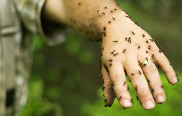亚马逊丛林村民为报复两名盗贼将两人绑在布满毒蚂蚁的树上