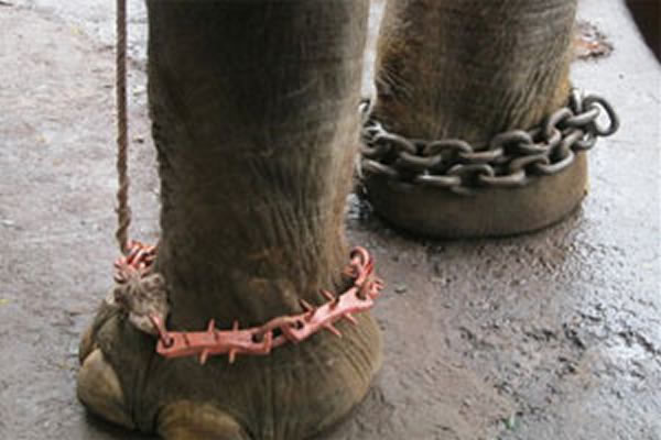 ӡ��һͷ���󱻲����ⶤ��������ס����