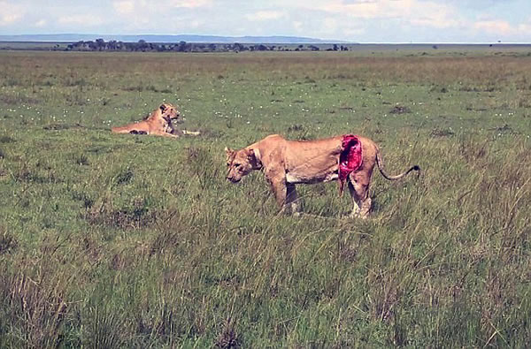 肯尼亚马赛马拉自然保护区母狮被公牛严重戳伤获救治