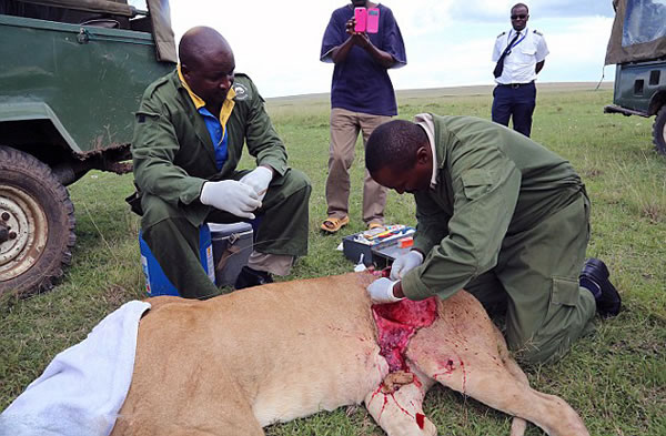 肯尼亚马赛马拉自然保护区母狮被公牛严重戳伤获救治