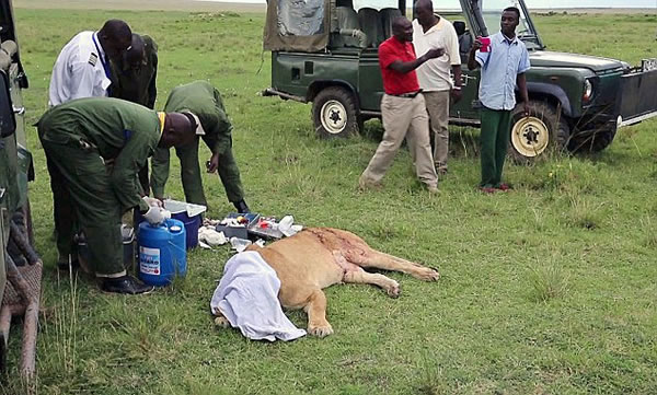 肯尼亚马赛马拉自然保护区母狮被公牛严重戳伤获救治