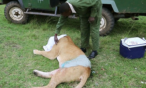 肯尼亚马赛马拉自然保护区母狮被公牛严重戳伤获救治