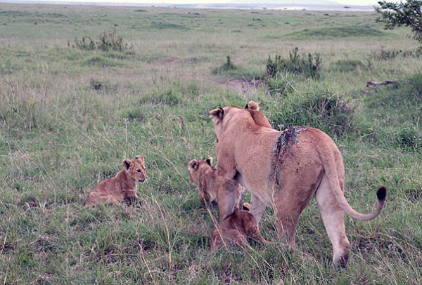 肯尼亚马赛马拉自然保护区母狮被公牛严重戳伤获救治