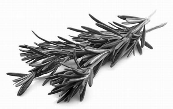 һ����Ϊ���Ե��㡱�Ĳݱ�ֲ����н���Ѫ�Ǻ�Ѫ֬�Ĺ�Ч