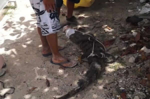 墨西哥科苏梅尔岛沙滩惊现一只身长2米的鳄鱼