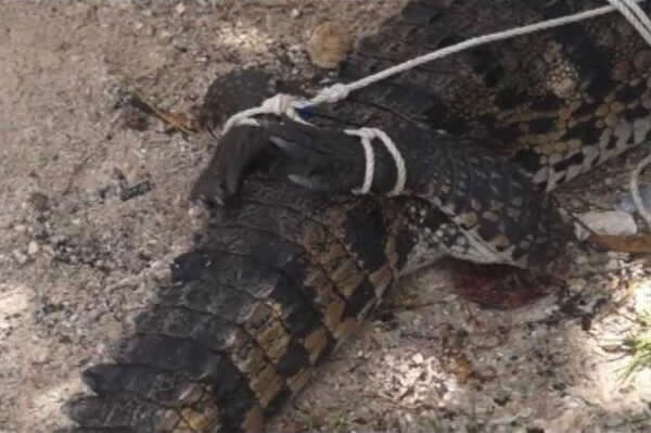 墨西哥科苏梅尔岛沙滩惊现一只身长2米的鳄鱼