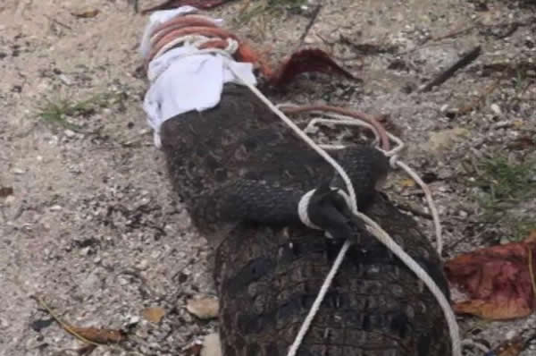 墨西哥科苏梅尔岛沙滩惊现一只身长2米的鳄鱼