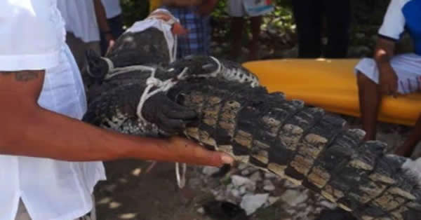 墨西哥科苏梅尔岛沙滩惊现一只身长2米的鳄鱼