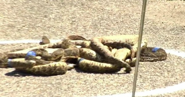 �����ٰ��54����β�߲�׽����