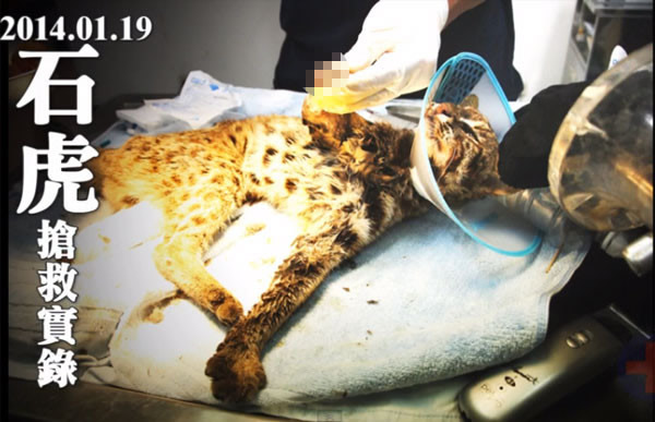 石虎栖息地有着太多人为造成的威胁