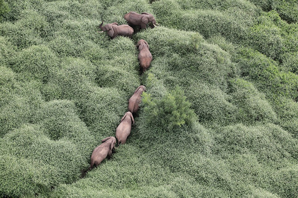 ������Ƭչʾ�����ǲ��ֱ�����11ͷ������ɱ�Ļ���