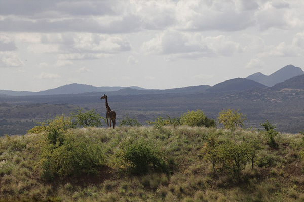 ������Ƭչʾ�����ǲ��ֱ�����11ͷ������ɱ�Ļ���