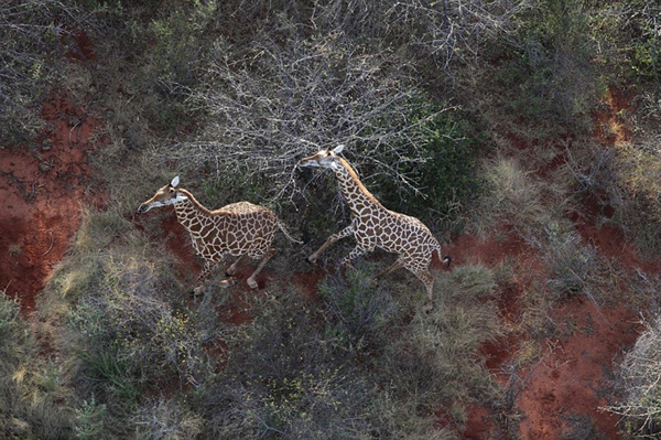 ������Ƭչʾ�����ǲ��ֱ�����11ͷ������ɱ�Ļ���