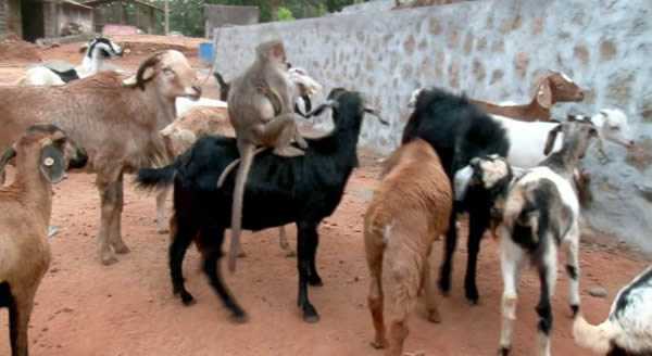 ӡ�ȴ������Ӱ�ũ������