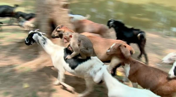 ӡ�ȴ������Ӱ�ũ������