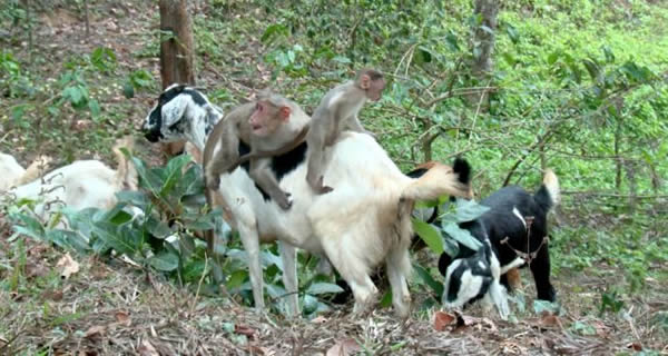 ӡ�ȴ������Ӱ�ũ������