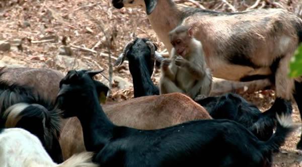 ӡ�ȴ������Ӱ�ũ������