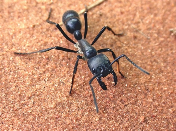 南美发现食肉性巨型热带蚁