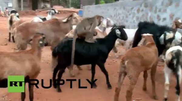 ӡ��������������