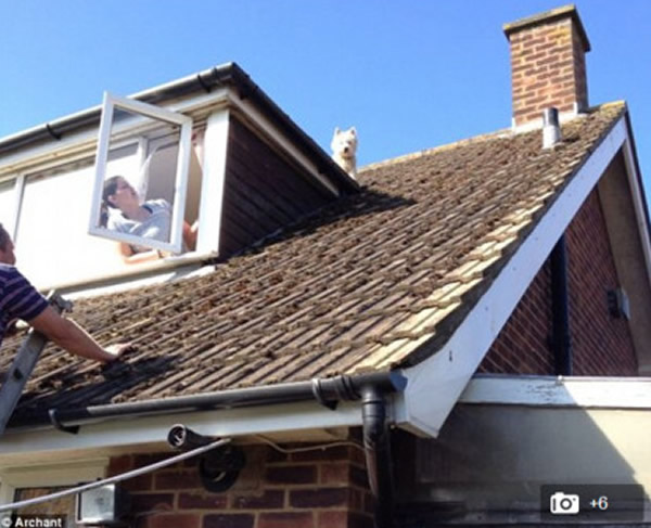 英国英格兰一只西高地白梗追海鸥到屋顶却下不