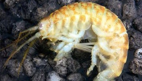 ��ɱ��Ϻ���������Ӣ��