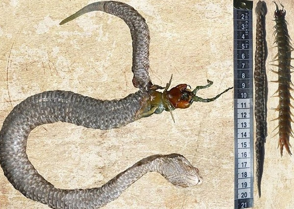 ��������߶�Ƥ���������߽���(��ͼ)����ͼΪ��������������Ƚϡ�