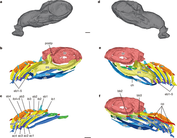 ֵ3.25ǰOzarcus mapesaeʯдʷ