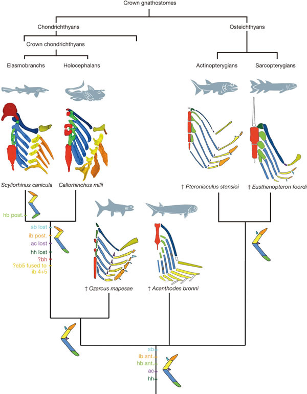 ֵ3.25ǰOzarcus mapesaeʯдʷ