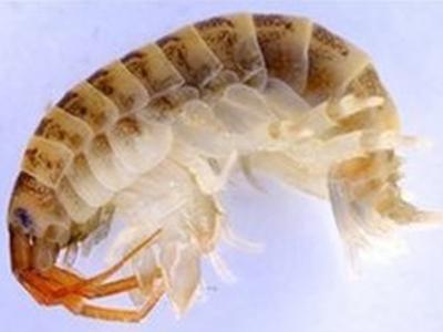 美国俄亥俄州白人教师对黑人学生称国家不需另