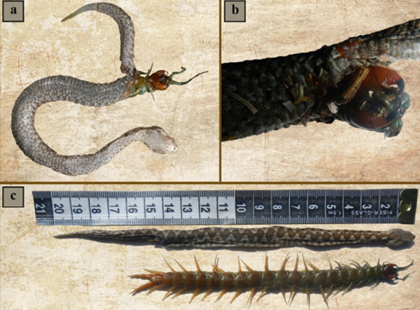 С��Ӳ�̴���򼷴�⴩���ƶǷ�ʬ����