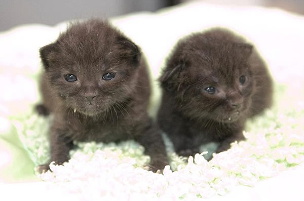 �������߹㲥��˾�ջ�������ֻ�ɰ�Сè