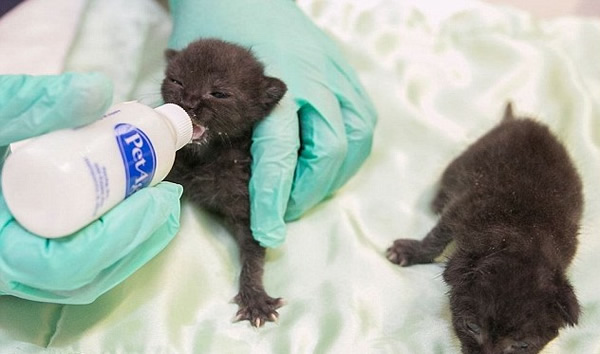 �������߹㲥��˾�ջ�������ֻ�ɰ�Сè