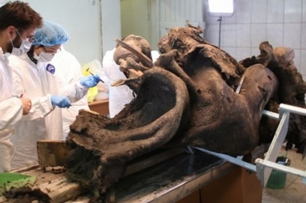 俄罗斯雅库特将建立世界上首个猛犸象冷藏实验室