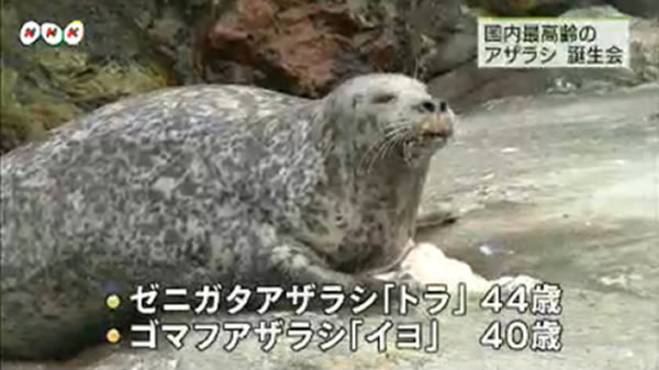 金钱海豹“老虎”