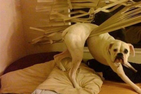 ���ȶ��ﱻ��Ҳ����