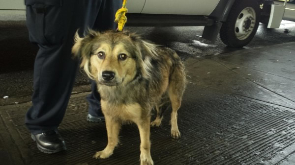 ����ŦԼһֻ��������Ȯ�������2.4����