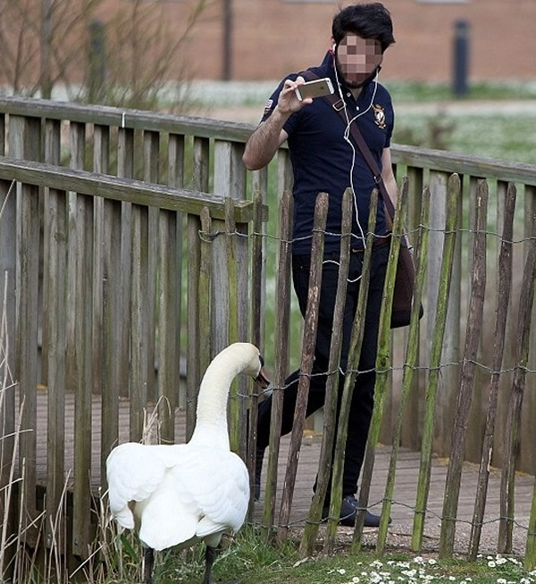 校方加设围栏阻止天鹅攻击路过的学生