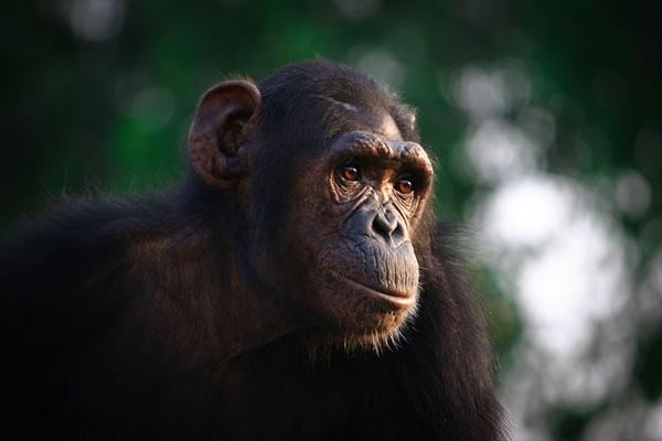 具有更大大脑的物种可能比大脑较小的物种具有更强的自我控制能力