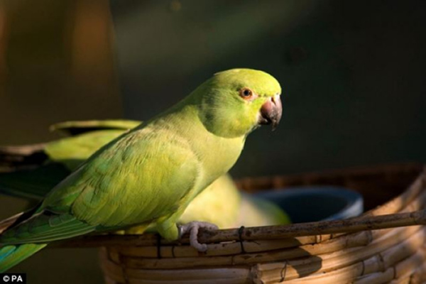 �������ֳ�βС���ľ�����Ӣ�����ص���ɽȸ������